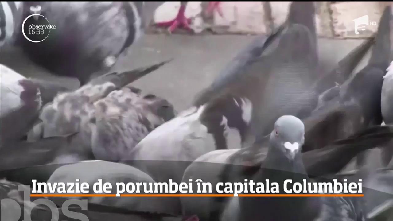 Invazie de porumbei &icirc;n capitala Columbiei
