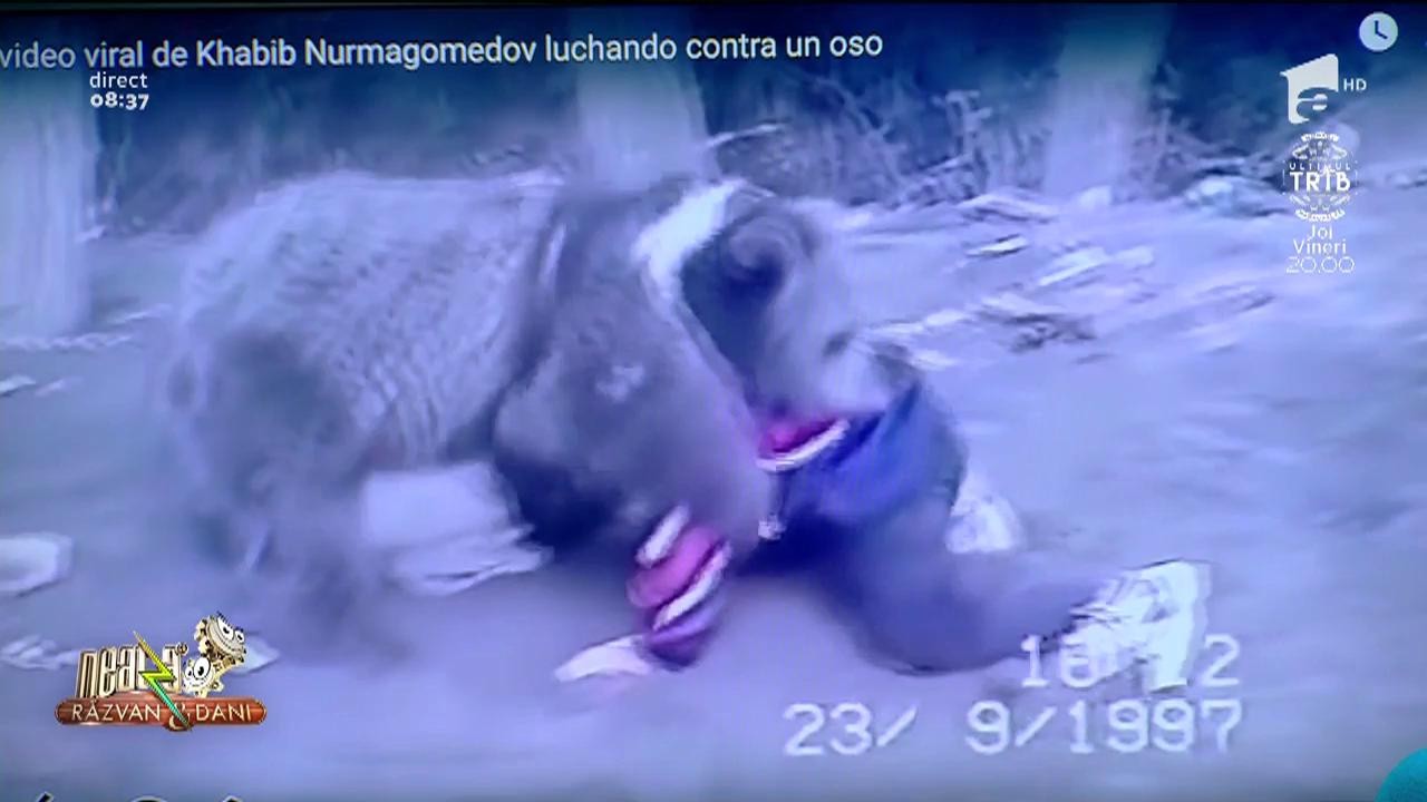 Smiley News. Campionul MMA Khabib Nurmagomedov se antrena &icirc;n copilărie cu un urs