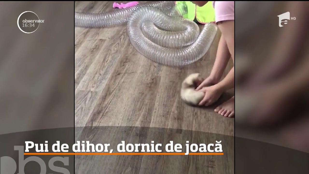 Pui de dihor, vedetă &icirc;n mediul online