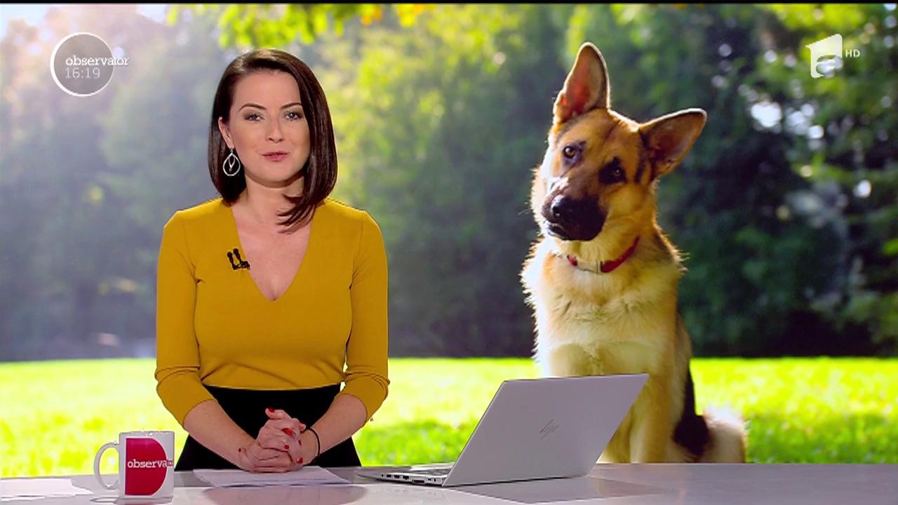 Leban, cel mai bun c&acirc;ine al MAI