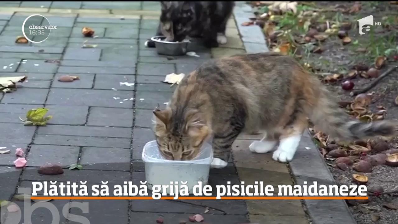 Plătită să aibă grijă de pisicile maidaneze