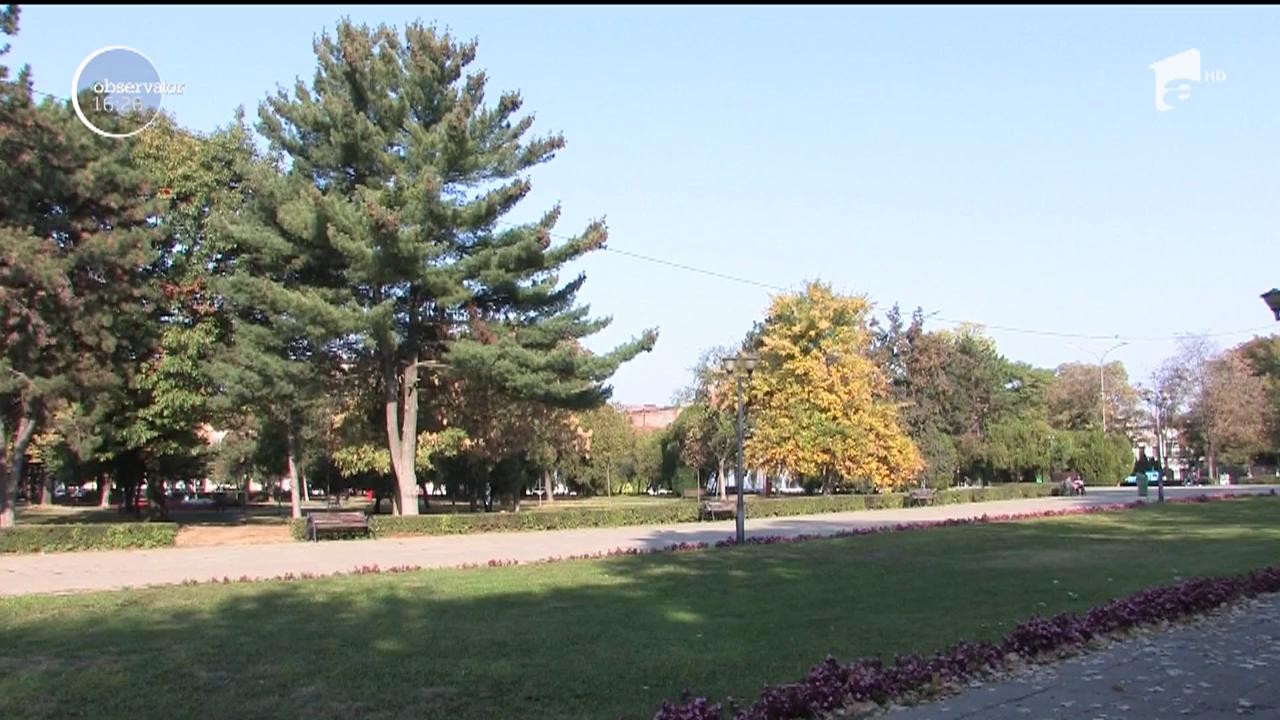 Afacere se sezon. C&acirc;știgă zeci de mii de lei din frunzele care cad din copaci