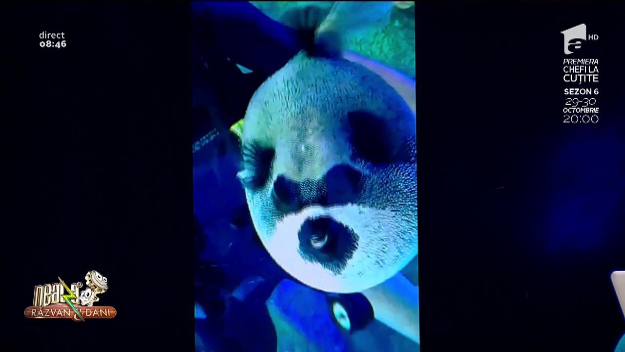 Smiley news! Cel mai frumos pește femeie din lume