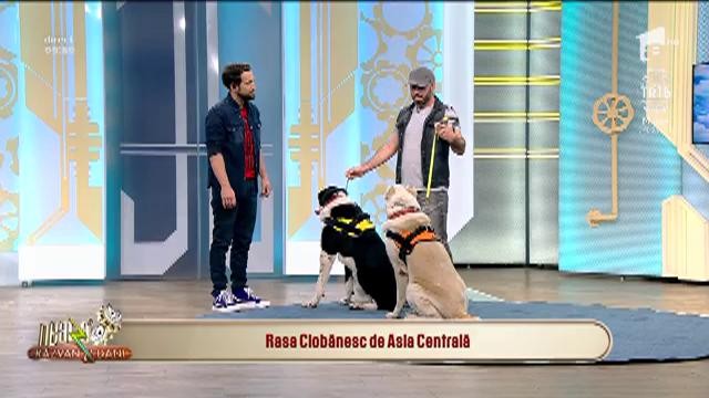 Cum să crești un ciobănesc asiatic &icirc;n București. Dresorul Cătălin Cornea: "Nu puneți zgarda greșită, o să muște!"