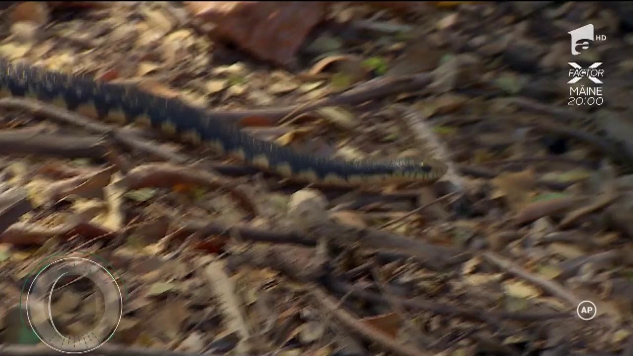 Concurenții de la &rdquo;Ultimul trib&rdquo;, agitați de un șarpe uriaș: &rdquo;Este veninos. Mușcătura lui poate fi fatală!&rdquo;