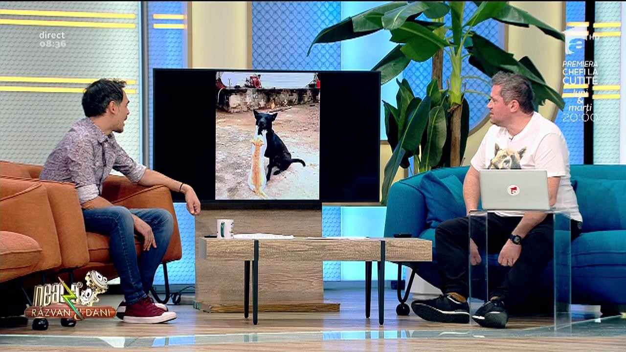 Smiley News! O pisicuță &icirc;i face masaj unui cățel obosit