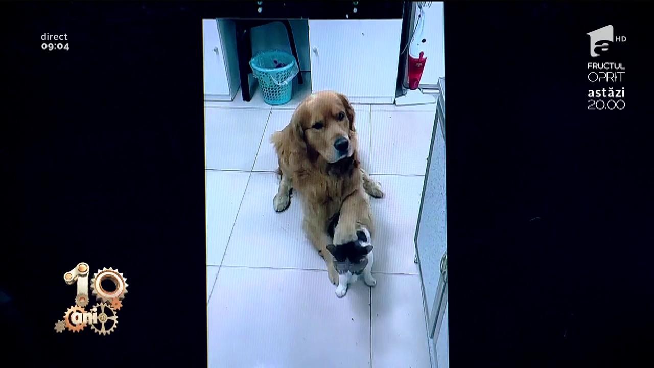 Smiley News! C&acirc;inele, cel mai bun prieten al omului, dar și a pisicilor