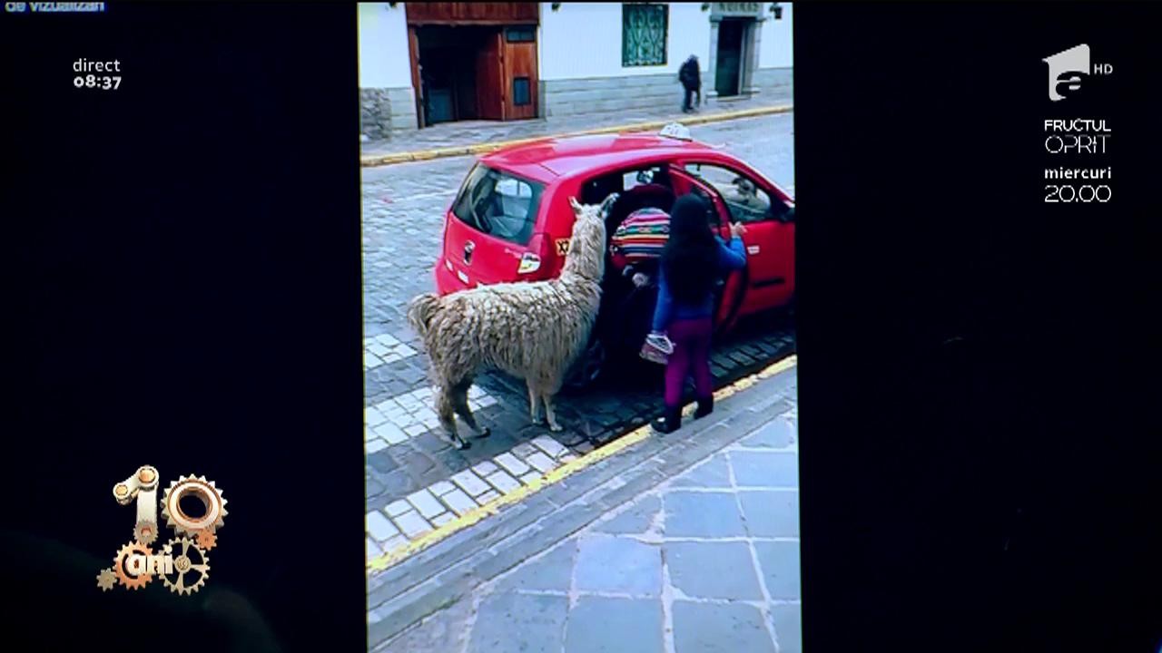 Smiley News. La plimbare cu alpaca &icirc;n taxi!