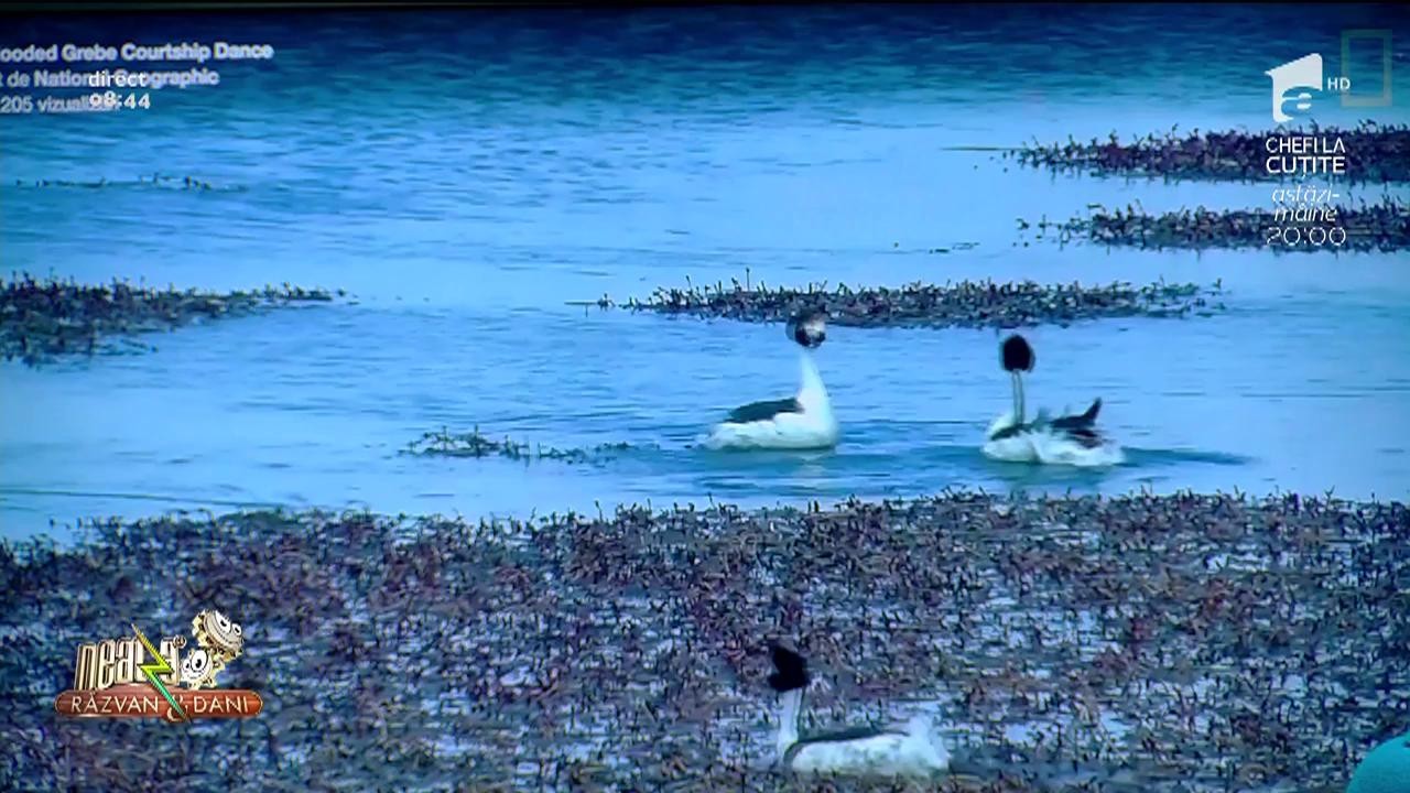 Smiley News. Cel mai tare tango realizat de două păsări sălbatice