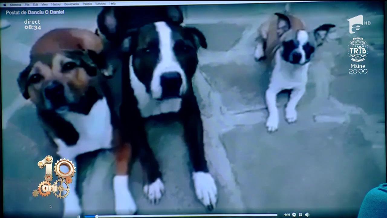 Smiley News. Recunoaște c&acirc;inele din Rom&acirc;nia