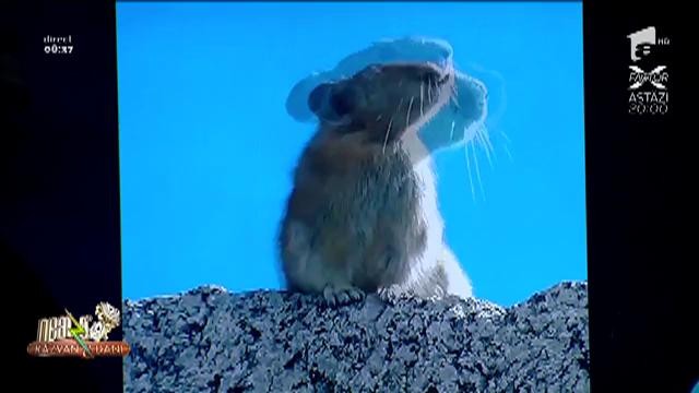 Smiley News. Șoricelul Freddie Mercury