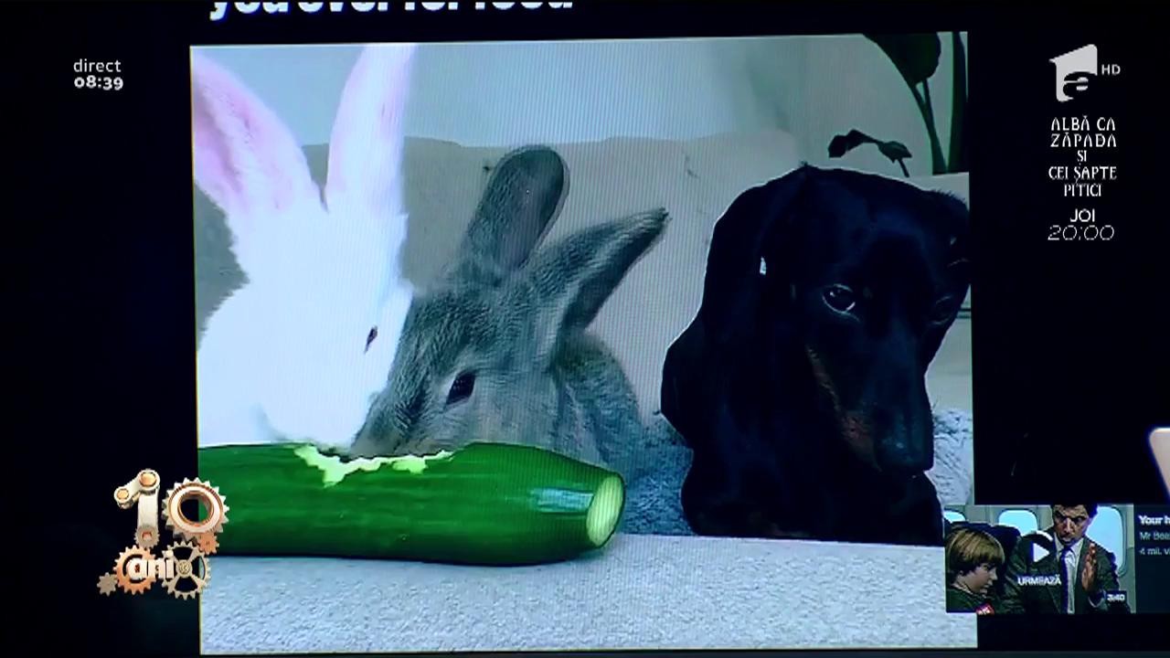 Smiley News. Castravetele, cel mai bun prieten al c&acirc;inilor