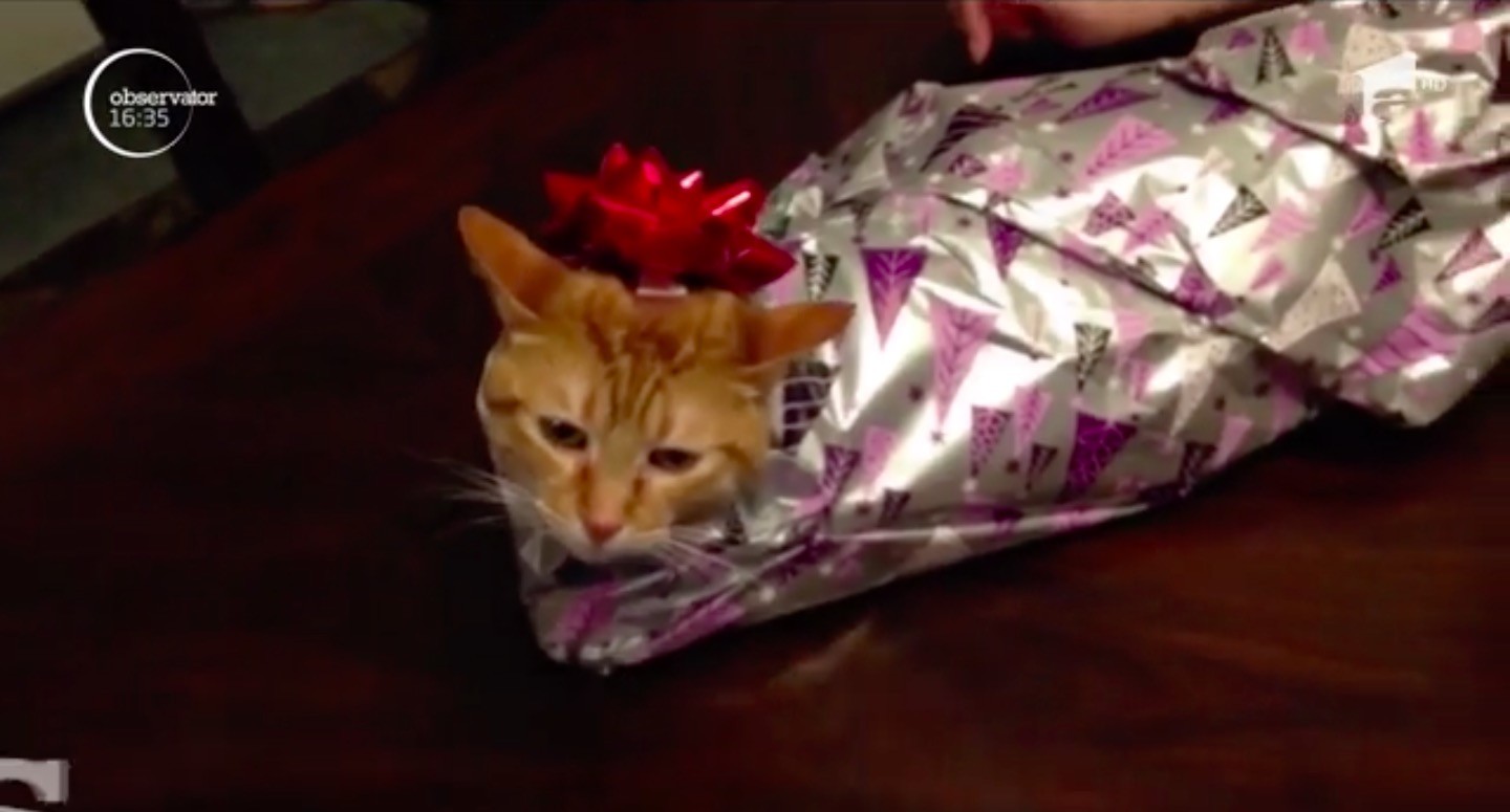 Împachetatul pisicii, cea mai nouă fiță în materie de cadouri de 