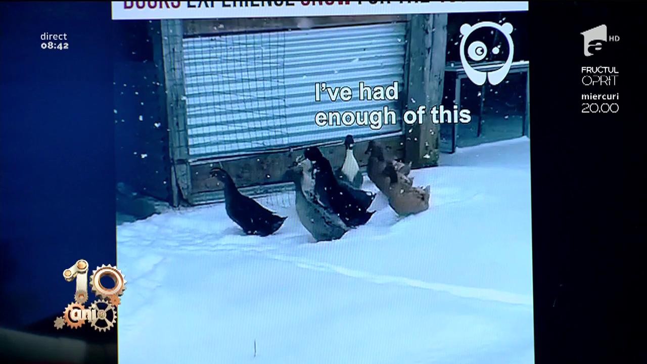 Smiley News. R&acirc;zi cu lacrimi! Reacția unor rațe c&acirc;nd dau de zăpadă!