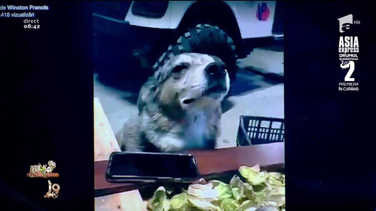 Smiley News. Calm, liniștit... Ce face muzica reggae din... c&acirc;ine