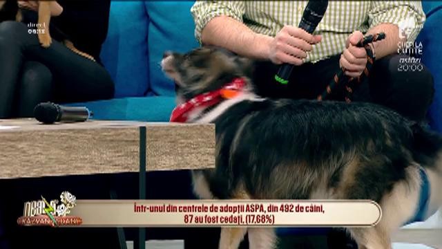 Fenomenul abandonului c&acirc;inilor de către stăp&acirc;ni