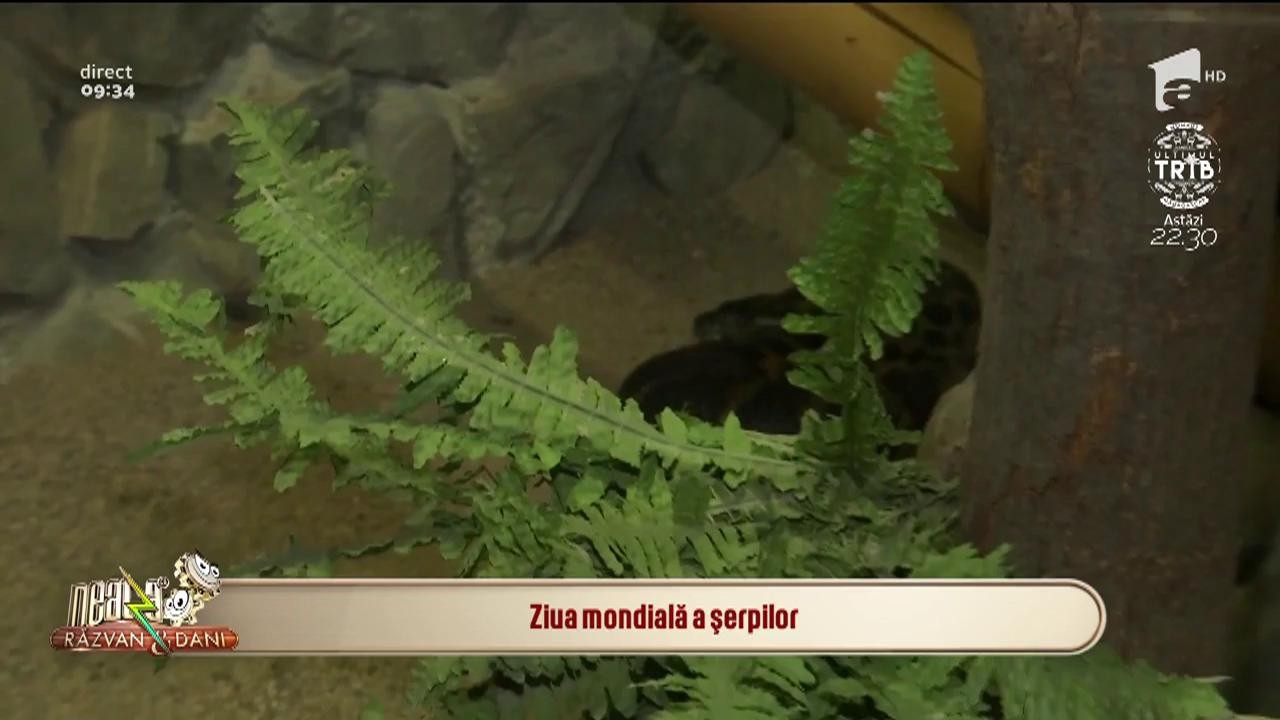 Ziua mondială a șerpilor, sărbătorită &icirc;n prima zi a lunii februarie