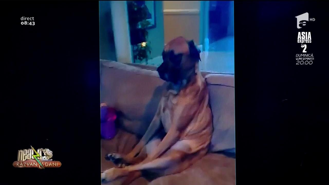 Smiley News. O fetiță se joacă de-a doctorul cu un c&acirc;ine