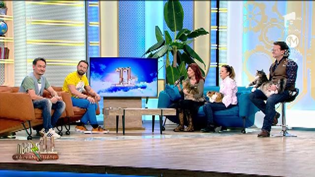 Pisicile din Rom&acirc;nia au c&acirc;știgat expoziția competiție din Bulgaria: "I-am bătut pe bulgari la ei acasă"