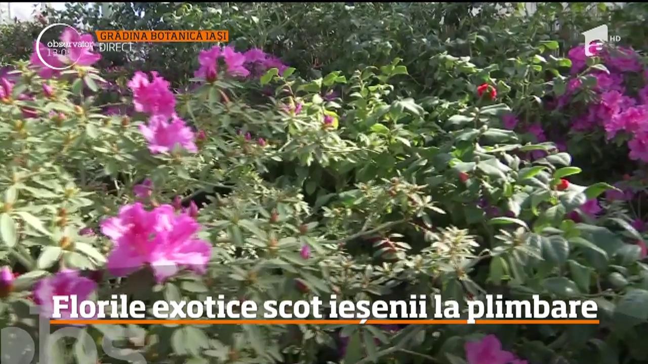 Expoziţie De Flori Exotice La Grădina Botanică Din Iași