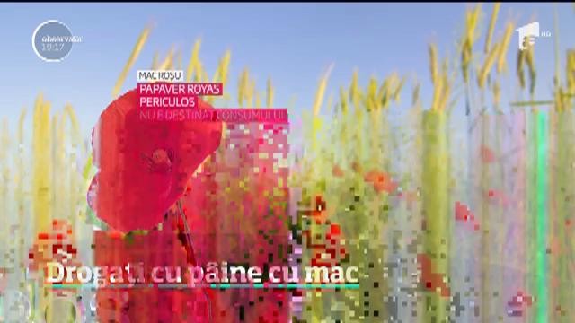 Macul din p&acirc;ine şi produse de patiserie poate conţine morfină &icirc;ntr-o cantitate periculoasă