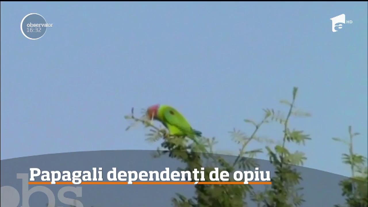 Papagalii dintr-o regiune din India au devenit dependenţi de opiu