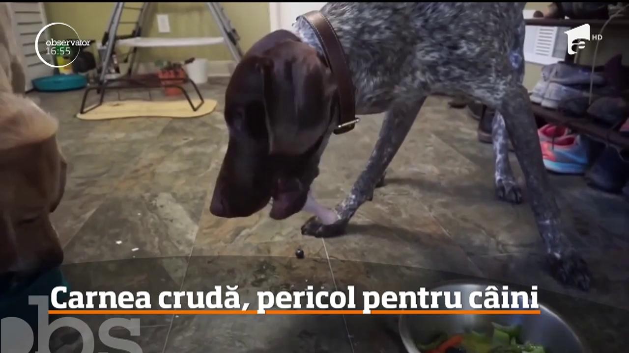 Carnea crudă, pericol pentru c&acirc;ini