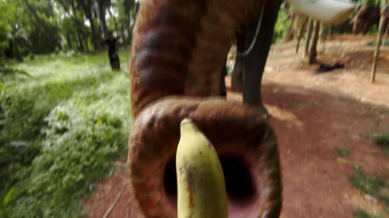 Cum se hrănesc elefanții &icirc;n India? Liviu și Andrei au avut ocazia să facă asta