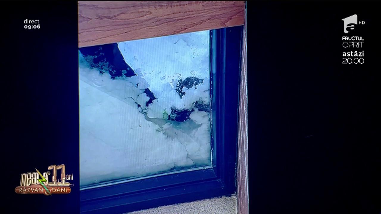 Smiley News. Iepure salvat fără voia lui: "M-ai trezit din somn!"