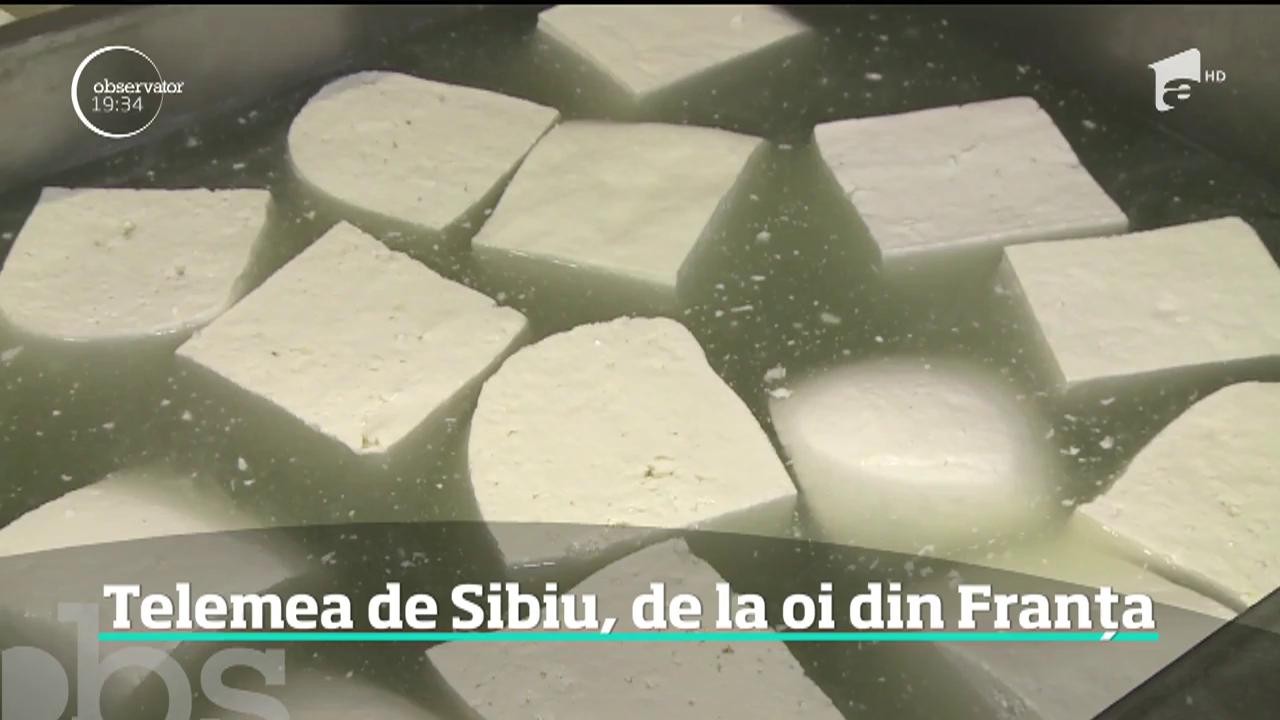Un cioban face telemea de Sibiu, din laptele oilor din Franţa