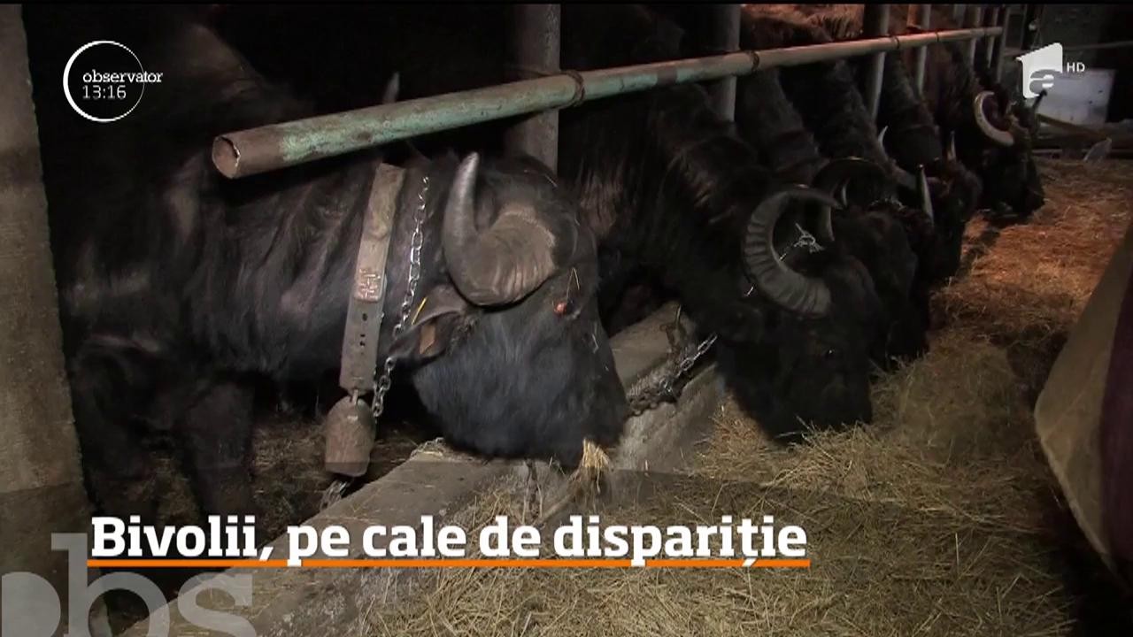 Bivolii sunt pe cale de dispariţie la noi &icirc;n ţară!