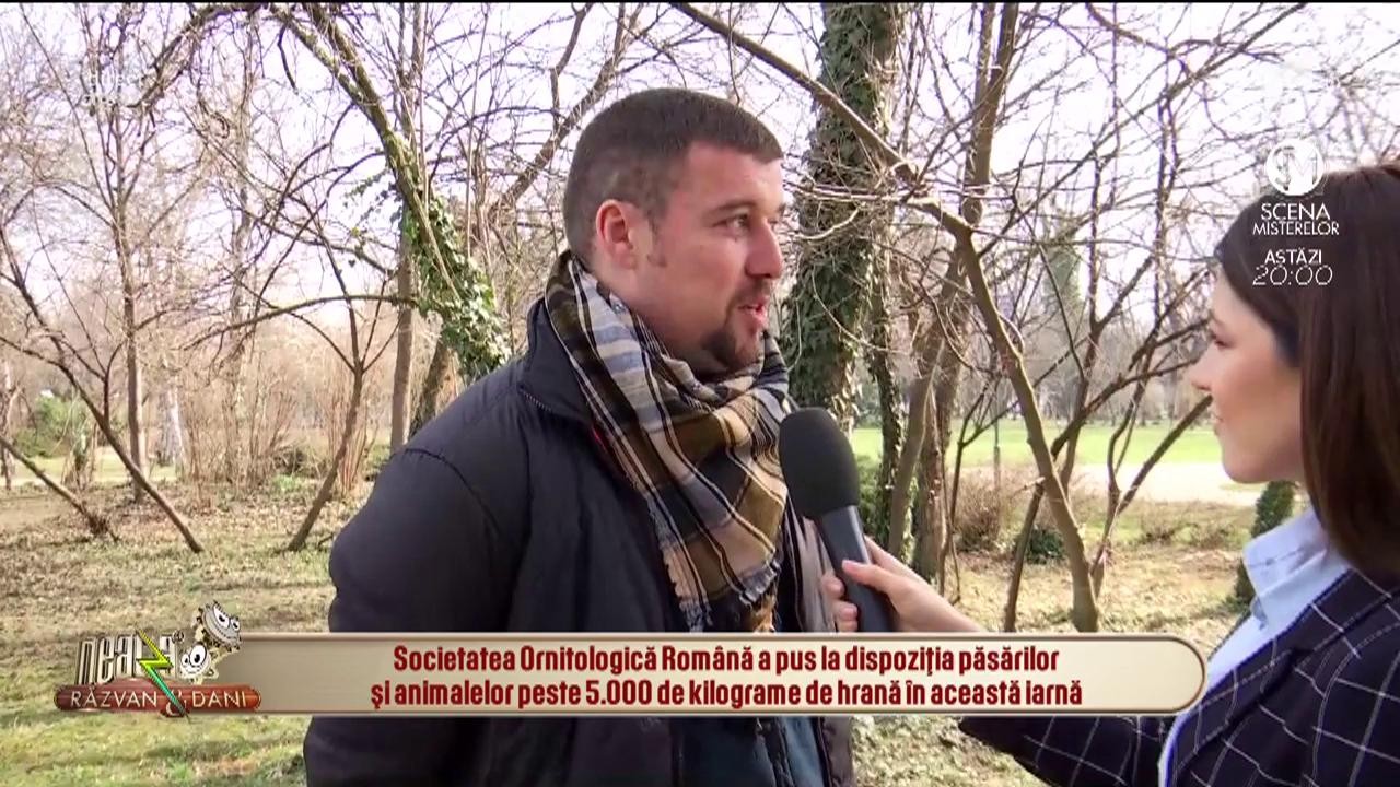 De ce nu este bine să hrănim cu p&acirc;ine păsările din parcuri