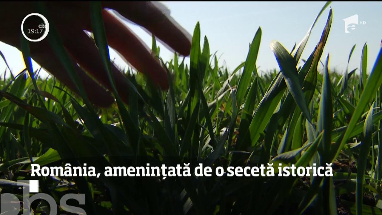 &Icirc;n sudul ţării, culturile de gr&acirc;u sunt complet compromise de secetă. Specialiştii prezic o producţie la jumătate faţă de anii precedenți