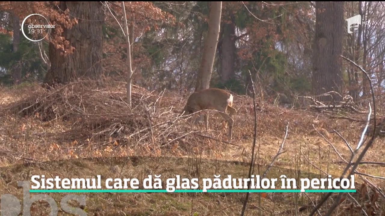 Copacii suferă şi pot striga după ajutor. C&acirc;țiva tineri au montat &icirc;n pădure senzori care detectează drujba şi dau alarma