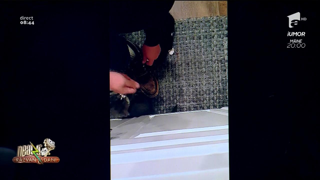 Smiley News. Două pisicuțe simpatice &icirc;și ajută stăp&acirc;nul să se lege la șireturi