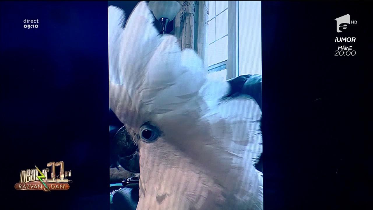 Smiley News. El este papagalul care latră ca un c&acirc;ine