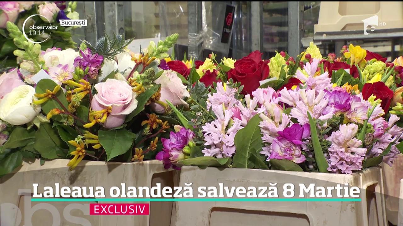 Drumul florilor din Olanda &icirc;n Rom&acirc;nia! O singură firmă rom&acirc;nească a cumpărat pentru Ziua Femeii flori de un milion de euro