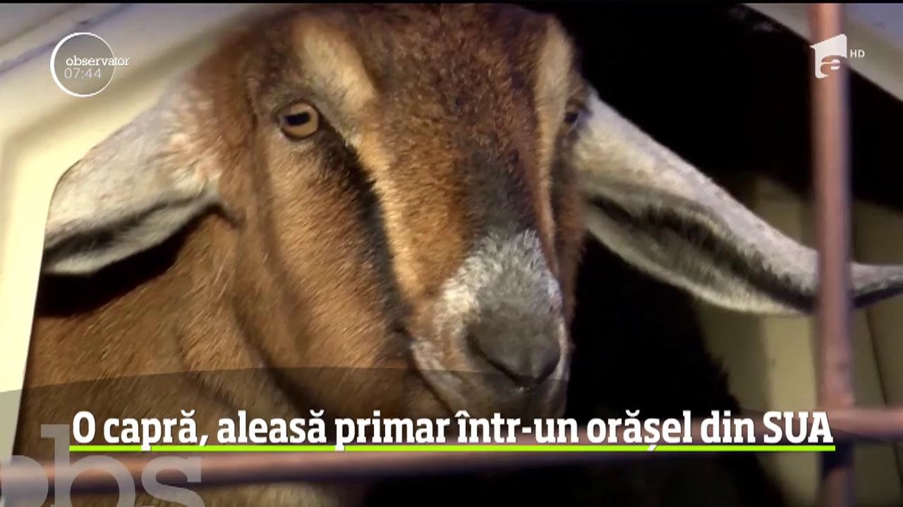 O capră, aleasă primar &icirc;ntr-un orășel din Statele Unite ale Americii