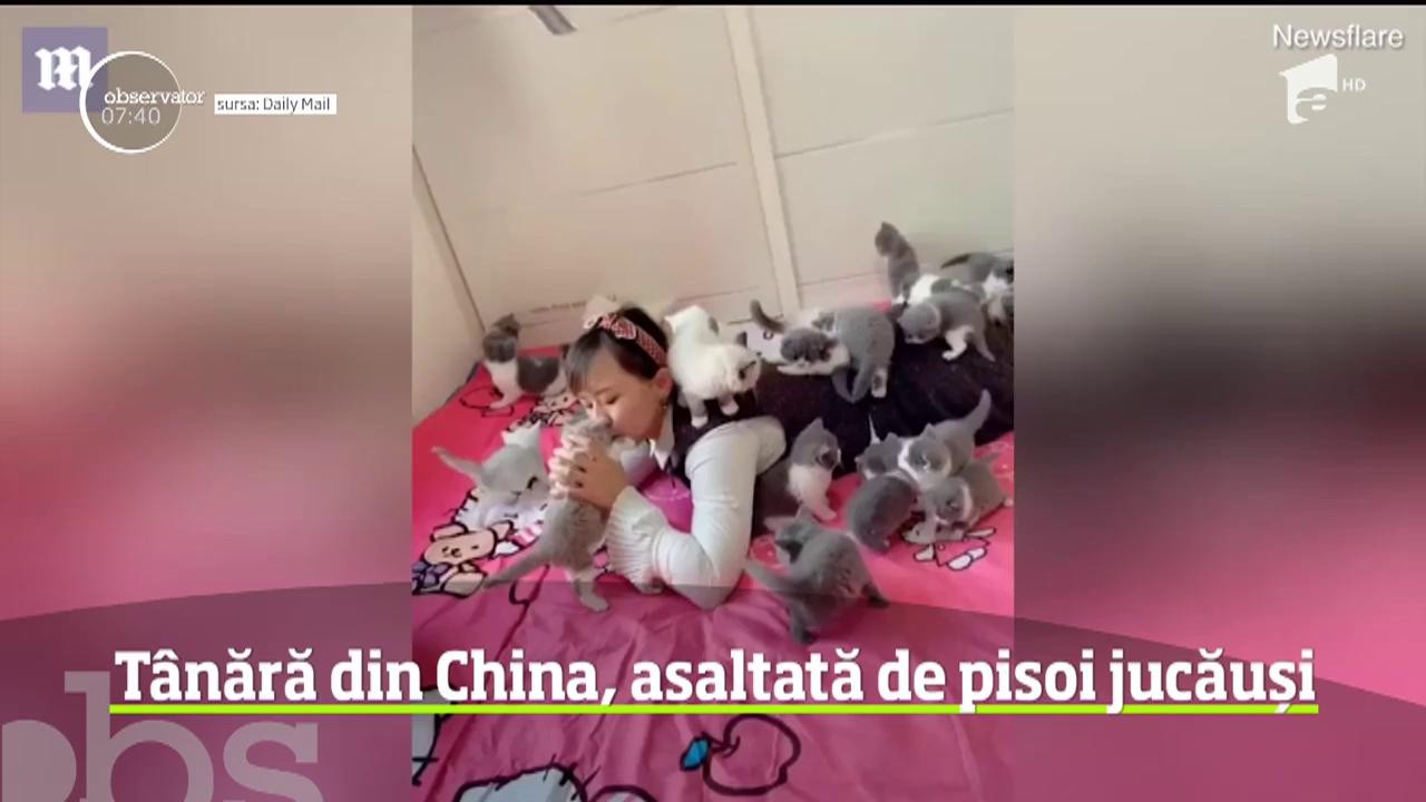 T&acirc;nără din China, asaltată de pisoi jucăuși