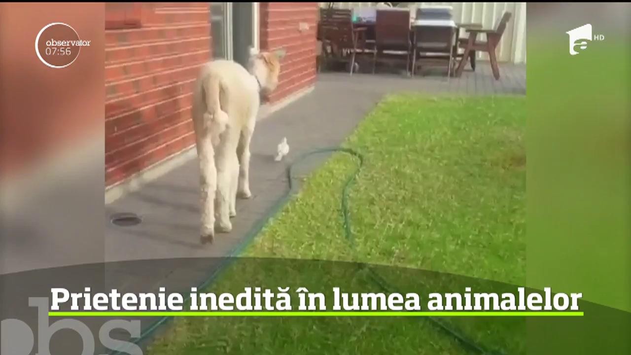 Un alpaca crescut &icirc;n Australia şi-a făcut un prieten neobişnuit
