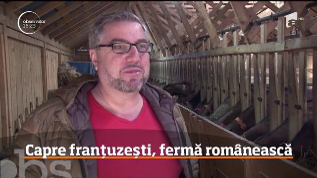 O afacere de familie cu capre franţuzeşti este atracţia copiilor &icirc;ntr-o localitate din D&acirc;mboviţa!