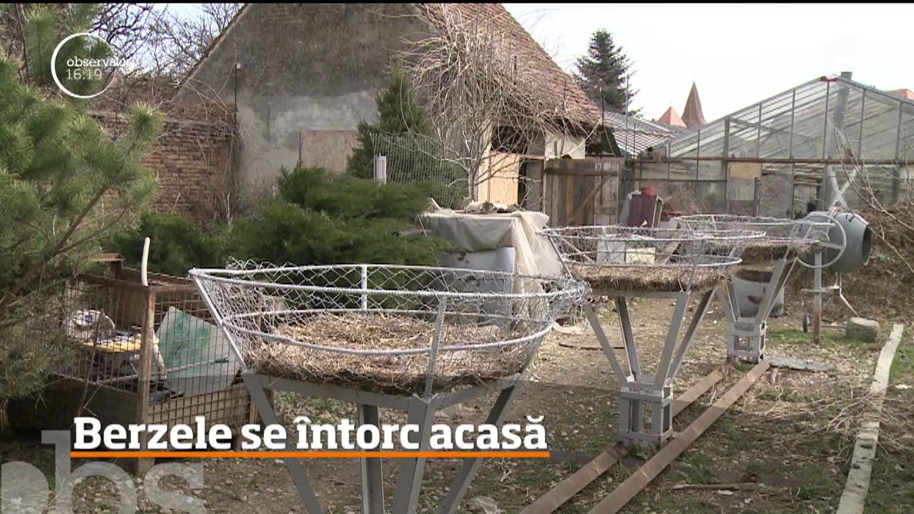 Temperaturile ridicate au &icirc;ntors berzele &icirc;n Rom&acirc;nia!