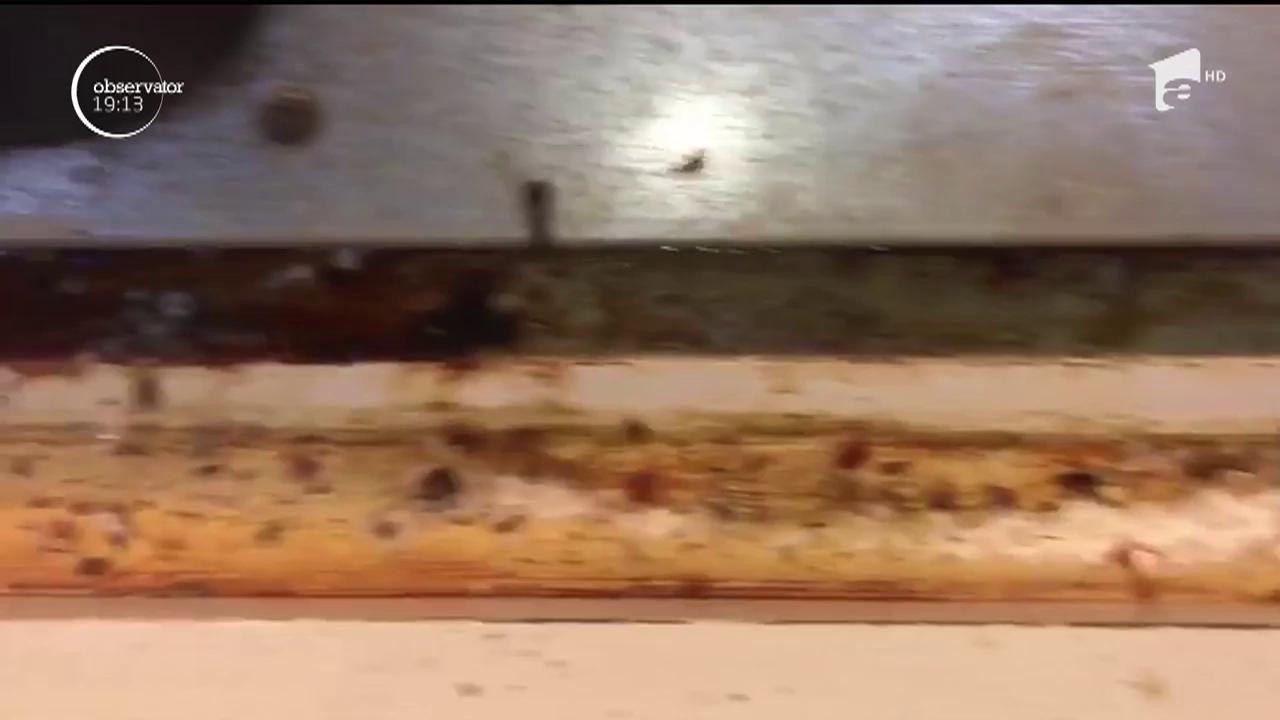 Cumpărăm carne şi lactate ţinute &icirc;n vitrine pline de rugină, praf şi chiar insecte moarte