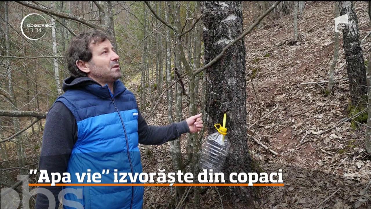Apa vie, unul dintre cele mai vechi leacuri, curge &icirc;n Munţii Apuseni din copaci