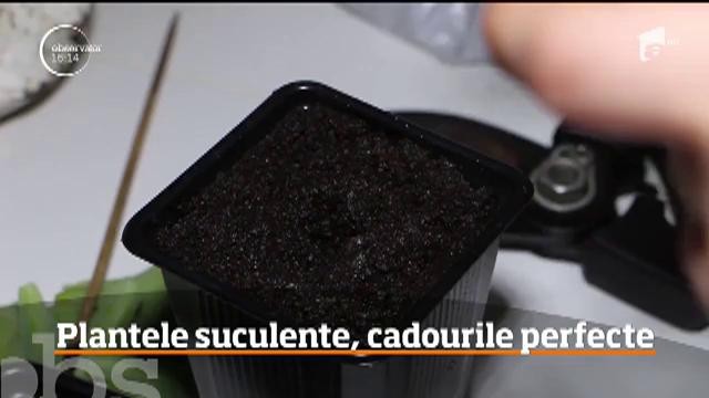 Plantele suculente, cadourile perfecte