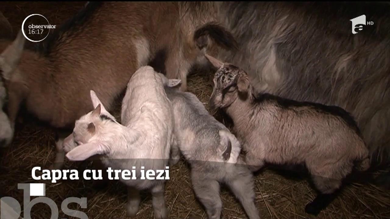Povestea adevăratei capre cu trei iezi. Un gospodar din Mureş nu mai poate de m&acirc;ndrie că una dintre caprele sale a născut tripleţi