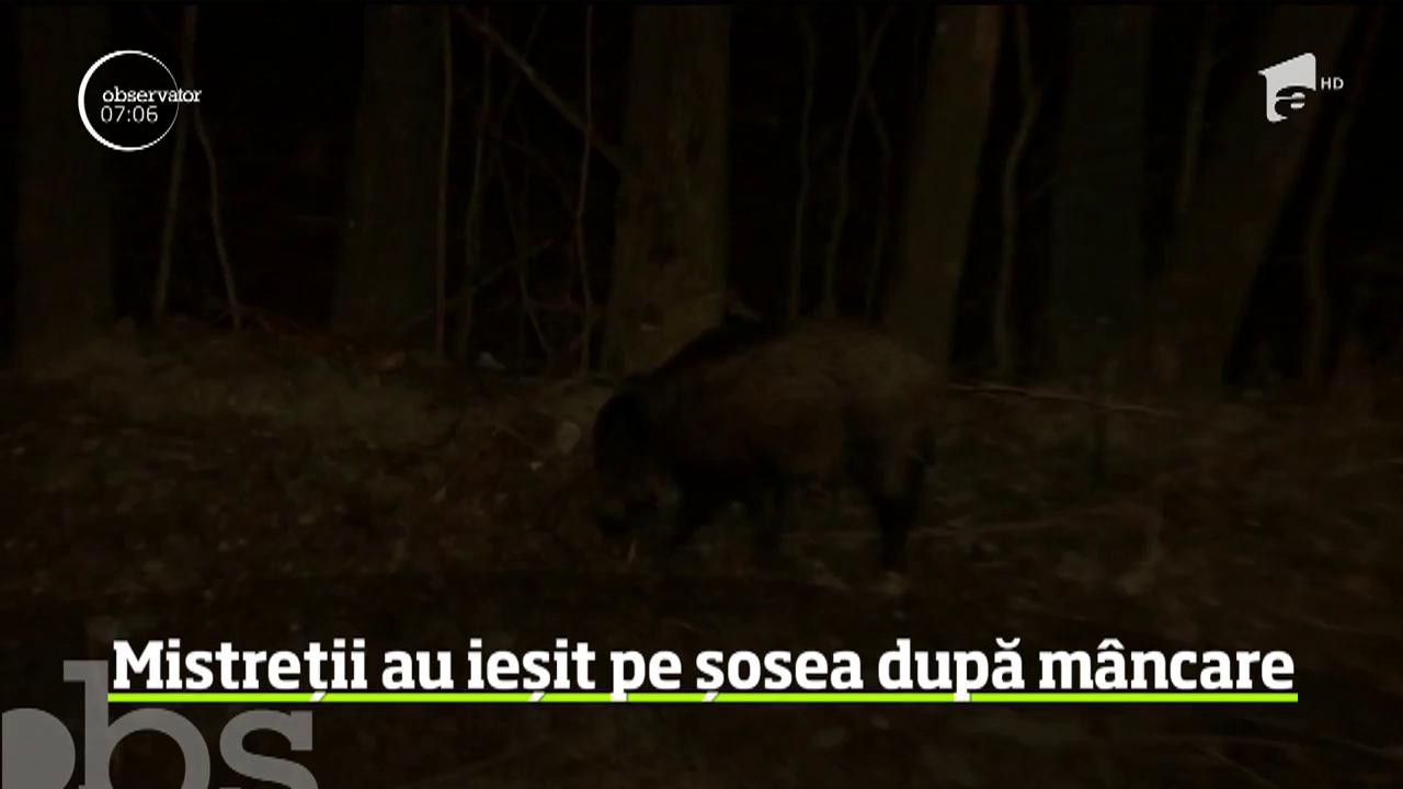 Imagini surprinzătoare au fost filmate pe Valea Prahovei. &Icirc;n Sinaia, doi porci mistreți au ieşit din pădure, pe şoseaua care duce &icirc;n zona centrală a staţiunii