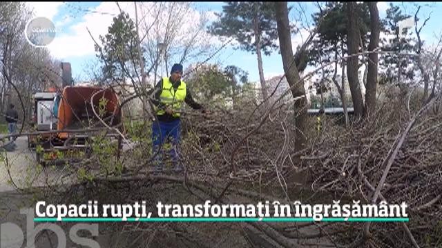 Copacii uscaţi, compost pentru plante. Cum se pot recicla vreascurile