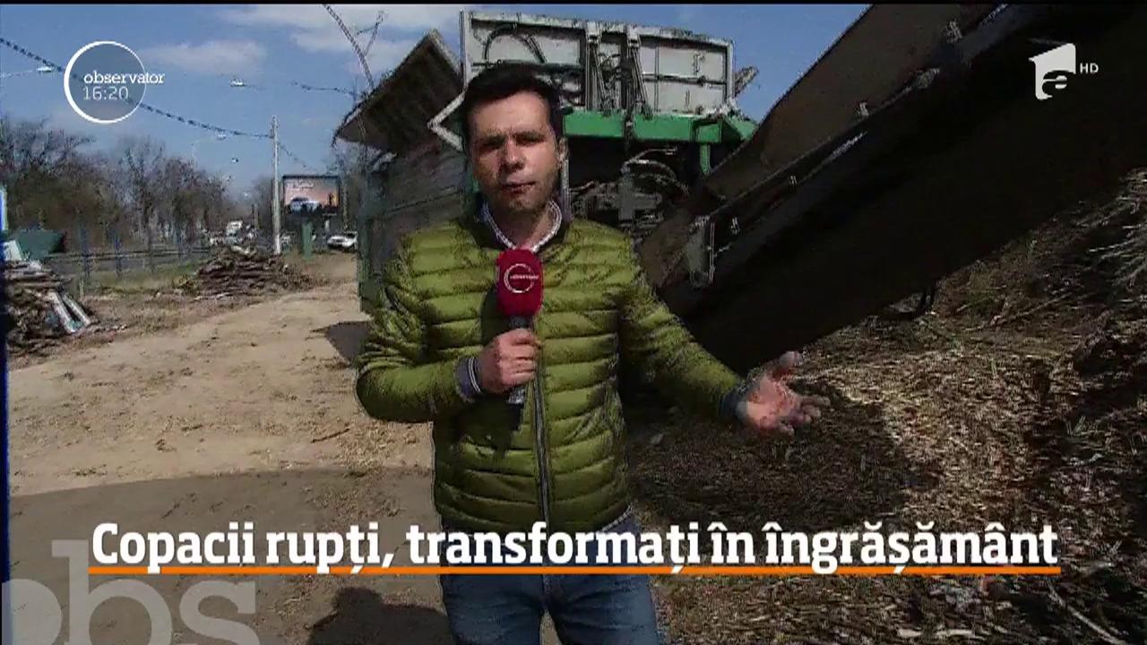 Copacii rupți din București, transformați &icirc;n &icirc;ngrăşăm&acirc;nt pentru parcuri