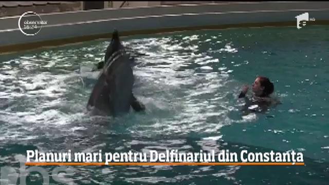 Delfinariul din Constanţa va avea mai mulţi delfini, foci şi chiar pinguini. C&acirc;nd se vor &icirc;ncheia modernizările